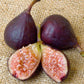 Violette de Bordeaux Potted Fig Tree Grow Organic