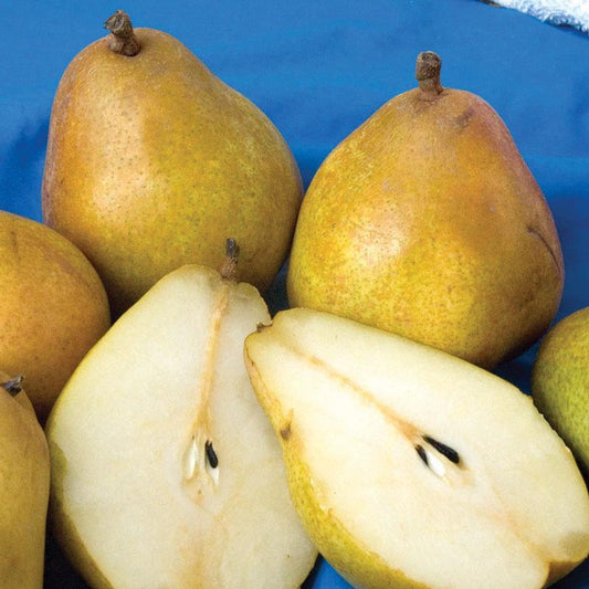 Bartlett Pear Tree, European Type for Sale – Grow Organic