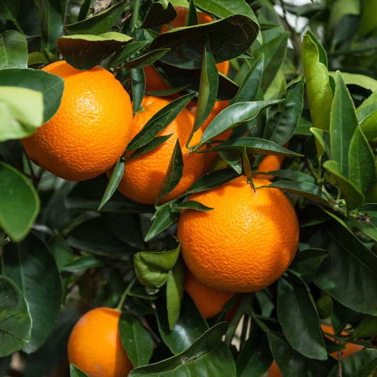 PV Washington Navel Semi-Dwarf Orange Tree Primo Size 24"-36" Four Winds Growers