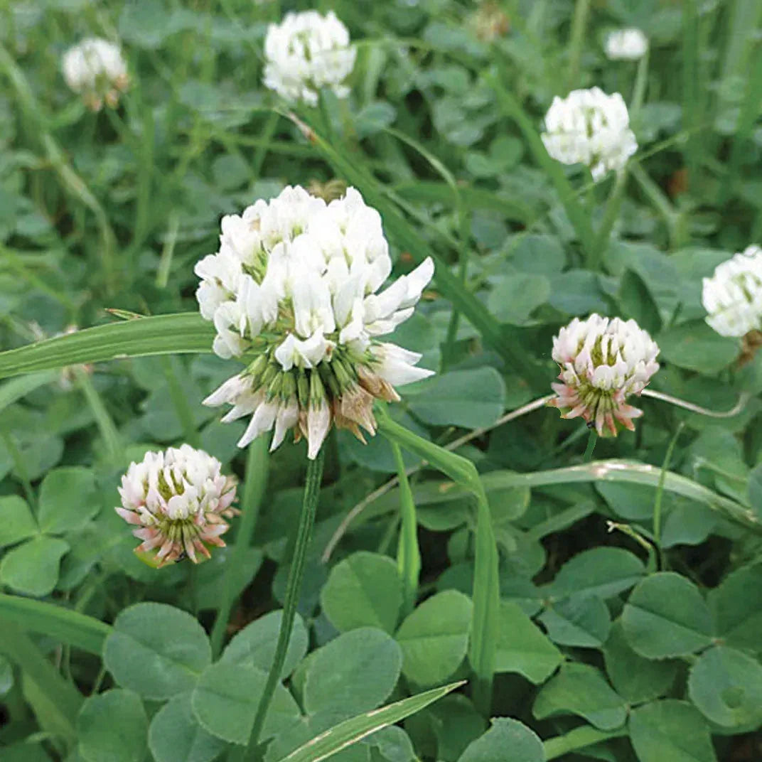 clover seed planting Dutch White Clover
