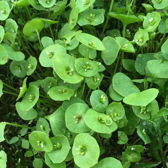 Organic Winter Greens Seeds Mix Hudson Valley Seed Co