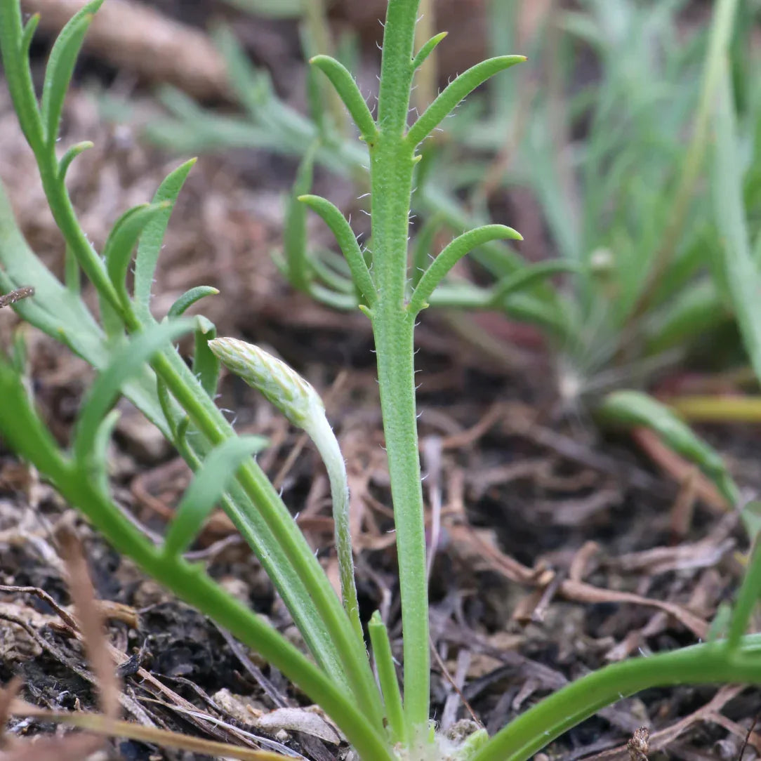Organic Winter Greens Seeds Mix Hudson Valley Seed Co
