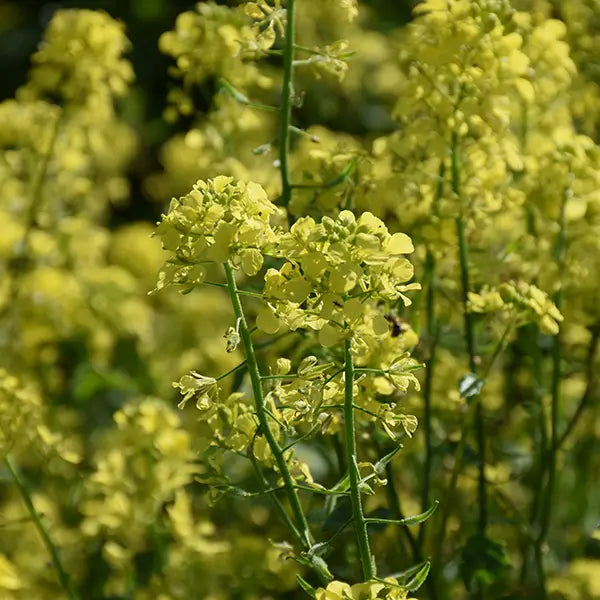 Organic Yellow Mustard Grow Organic