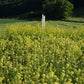 Organic Yellow Mustard Grow Organic