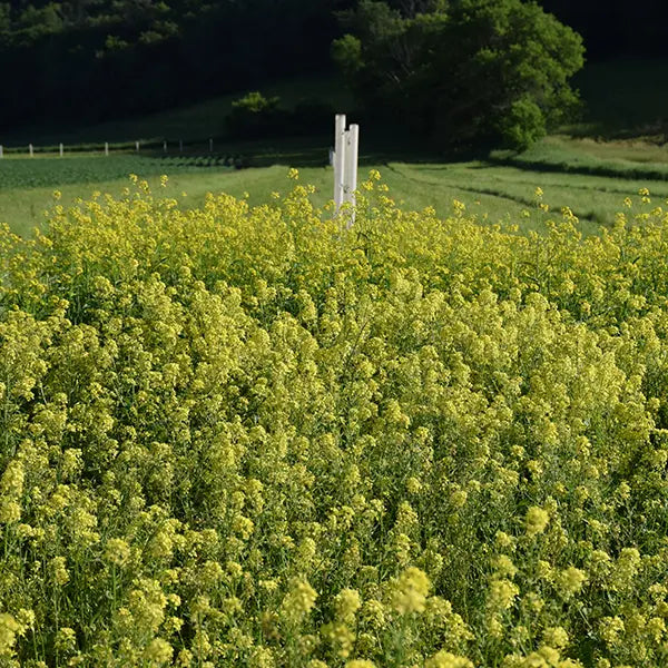 Organic Yellow Mustard Grow Organic