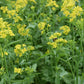 Organic Yellow Mustard Grow Organic