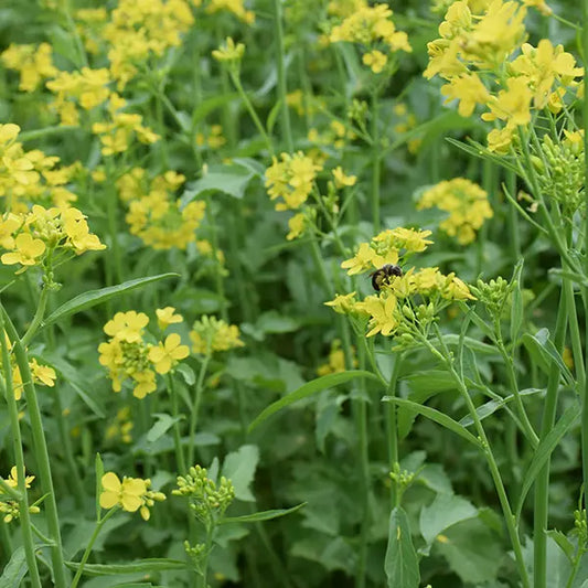Organic Yellow Mustard Grow Organic