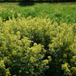 Organic Yellow Mustard Grow Organic