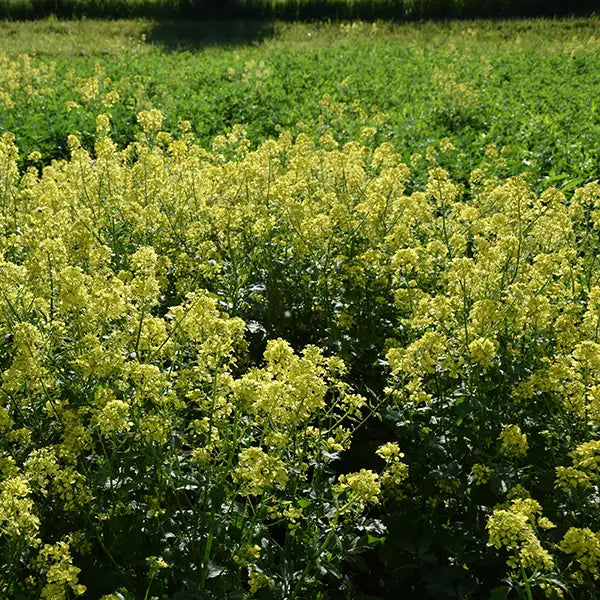 Organic Yellow Mustard Grow Organic