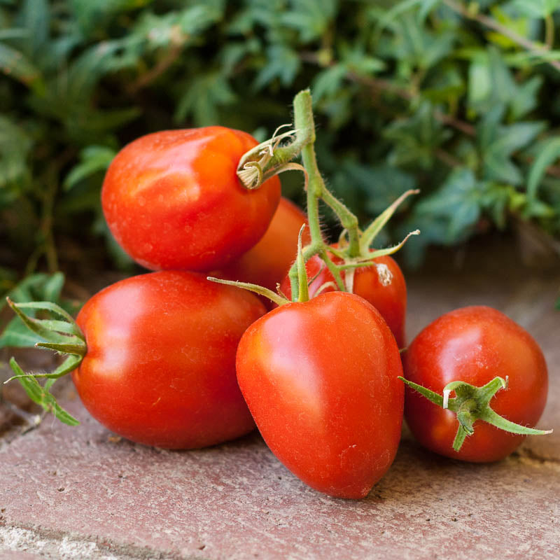 Amish Paste Tomato Seeds (Organic) - Grow Organic Amish Paste Tomato Seeds (Organic) Vegetable Seeds