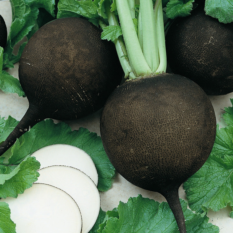 Black Spanish Radish Seeds (Organic) - Grow Organic Black Spanish Radish Seeds (Organic) Vegetable Seeds