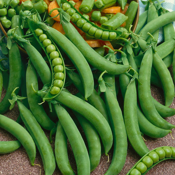 Green Arrow Pea Seeds Grow Organic