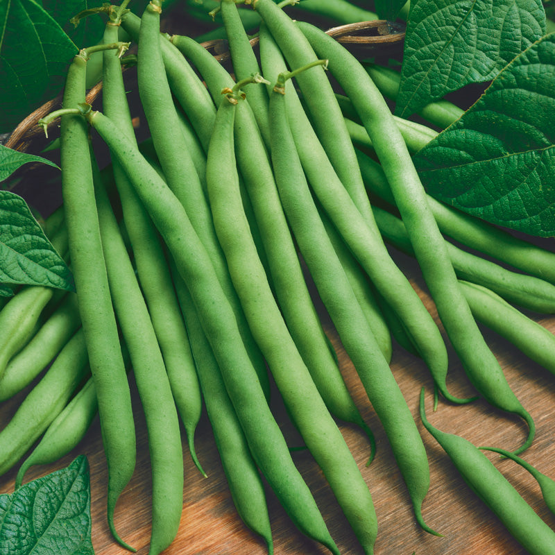 Blue Lake Bush Bean Seeds (Organic) - Grow Organic Blue Lake Bush Bean Seeds (Organic) Vegetable Seeds