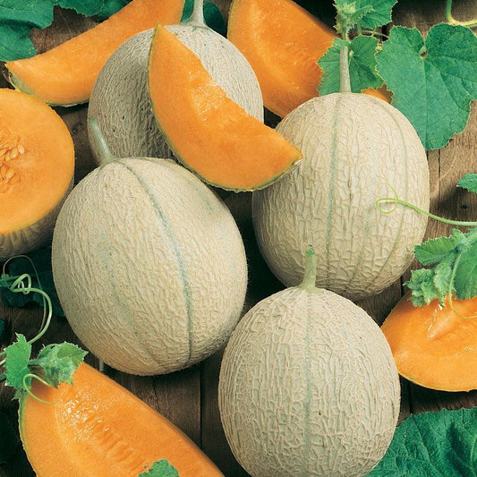 Honeyrock Melon (Organic) - Grow Organic