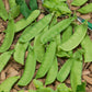 Mammoth Melting Pea Seeds (Organic) - Grow Organic Mammoth Melting Pea Seeds (Organic) Vegetable Seeds