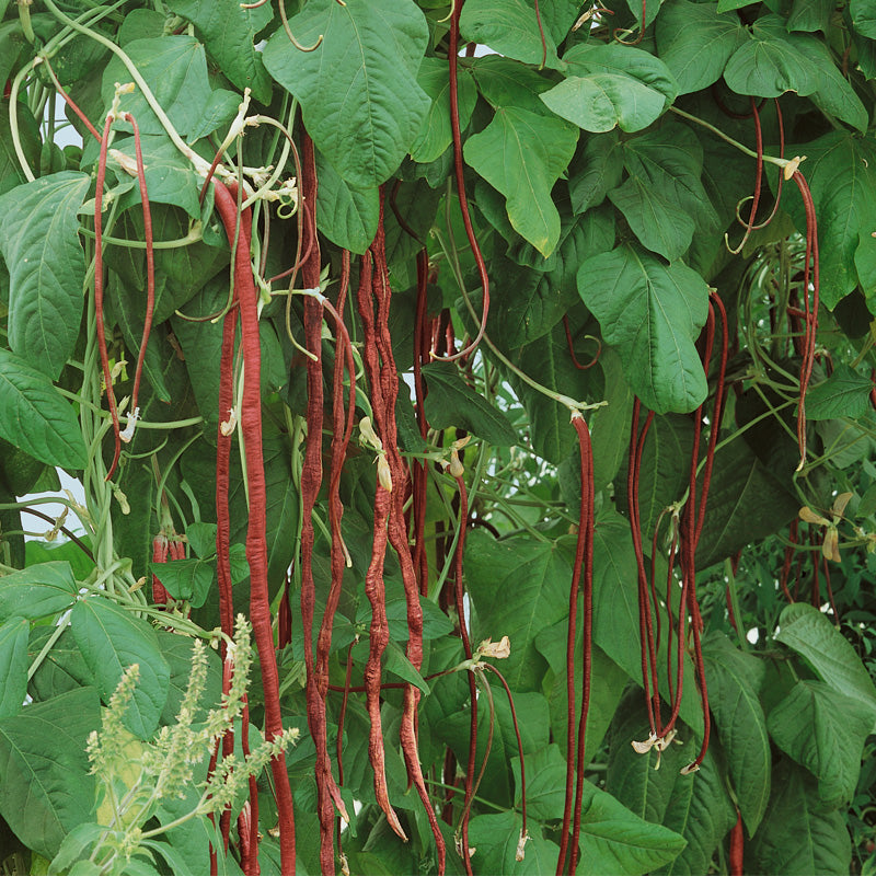 Yard Long Red Pole Bean Seeds (Organic) - Grow Organic Yard Long Red Pole Bean Seeds (Organic) Vegetable Seeds