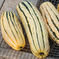 Delicata Winter Squash Seeds (Organic) - Grow Organic Delicata Winter Squash Seeds (Organic) Vegetable Seeds