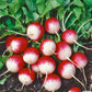Sparkler Radish Seeds (Organic) - Grow Organic Sparkler Radish Seeds (Organic) Vegetable Seeds