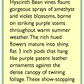 Renee's Garden Hyacinth Bean Vine Flowering Purple Heirloom Renee's Garden Hyacinth Bean Vine Flowering Purple (Heirloom) Flower Seed & Bulbs