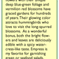 Renee's Garden Nasturtium Antique Empress Of India Heirloom Renee's Garden Nasturtium Antique Empress Of India (Heirloom) Flower Seed & Bulbs