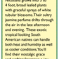 Renee's Garden Nicotiana Scented Jasmine Alata (Heirloom) Renee's Garden Nicotiana Scented Jasmine Alata (Heirloom) Flower Seed & Bulbs