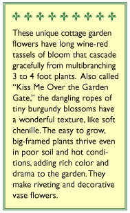 Renee's Garden Amaranth Love Lies Bleeding (Heirloom) Renee's Garden Amaranth Love Lies Bleeding (Heirloom) Flower Seed & Bulbs