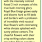 Renee's Garden Morning Glory Bush Blue Ensign (Heirloom) Renee's Garden Morning Glory Bush Blue Ensign (Heirloom) Flower Seed & Bulbs