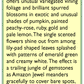 Renee's Garden Nasturtium Climbing Amazon Jewel (Heirloom) Renee's Garden Nasturtium Climbing Amazon Jewel (Heirloom) Flower Seed & Bulbs