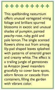 Renee's Garden Nasturtium Climbing Amazon Jewel (Heirloom) Renee's Garden Nasturtium Climbing Amazon Jewel (Heirloom) Flower Seed & Bulbs