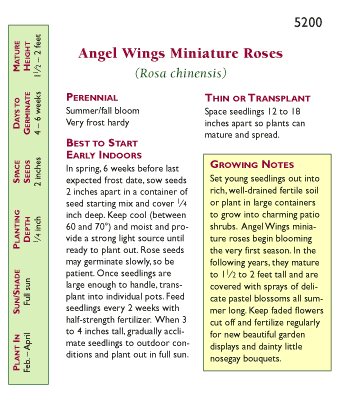 angel rose seeds Renee's Garden Heirloom Miniature Roses Angel Wings Seeds