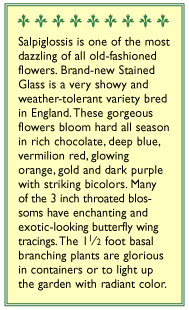 Painted Stained Glass Salpiglossis Flower Seeds - Grow Organic