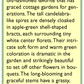 Renee's Garden Bells Of Ireland Antique Apple Green Heirloom Renee's Garden Bells Of Ireland Antique Apple Green (Heirloom) Flower Seed & Bulbs
