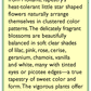 Renee's Garden Phlox Annual Dutch Tapestry - Grow Organic Renee's Garden Phlox Annual Dutch Tapestry Flower Seed & Bulbs