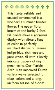 Marble Arch Butterfly Salvia Flower Seeds - Grow Organic