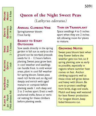 sweet pea seed planting depth Queen of the Night Sweet Pea Flower Seeds
