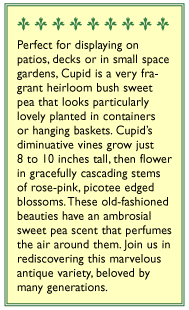 Renee's Garden Windowbox Sweet Pea Cupid (Heirloom) Renee's Garden Windowbox Sweet Pea Cupid (Heirloom) Flower Seed & Bulbs