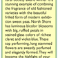 Renee's Garden Sweet Pea North Shore - Grow Organic Renee's Garden Sweet Pea North Shore Flower Seed & Bulbs