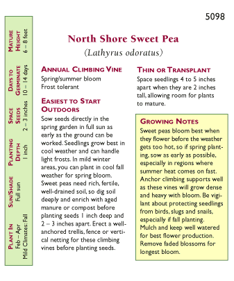 Renee's Garden Sweet Pea North Shore - Grow Organic Renee's Garden Sweet Pea North Shore Flower Seed & Bulbs