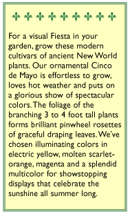mayo garden seeds 'Cinco de Mayo' Heirloom Amaranth
