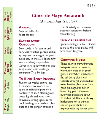 mayo garden seeds 'Cinco de Mayo' Heirloom Amaranth