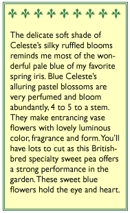 Renee's Garden Exhibition Sweet Pea Blue Celeste (Heirloom) Renee's Garden Exhibition Sweet Pea Blue Celeste (Heirloom) Flower Seed & Bulbs