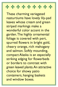 Renee's Garden Nasturtium Alaska Mix (Heirloom) Renee's Garden Nasturtium Alaska Mix (Heirloom) Flower Seed & Bulbs