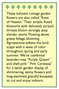 Renee's Garden Agrostemma Purple Queen and Pink Contessa Renee's Garden Agrostemma Purple Queen and Pink Contessa (Heirloom) Flower Seed & Bulbs
