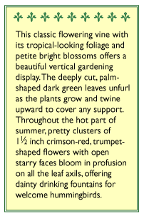Cardinal Climber Vine Flower Seeds - Grow Organic