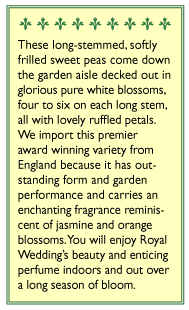 Renee's Garden Sweet Pea Royal Wedding - Grow Organic Renee's Garden Sweet Pea Royal Wedding Flower Seed & Bulbs