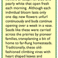 Mailbox Morning Glory Flower Seed Mix - Grow Organic
