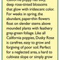 Renee's Garden Poppy California Dusky Rose (Heirloom) Renee's Garden Poppy California Dusky Rose (Heirloom) Flower Seed & Bulbs