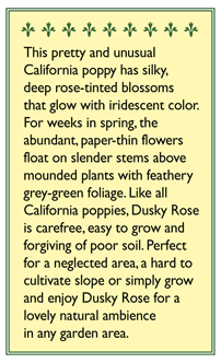 Renee's Garden Poppy California Dusky Rose (Heirloom) Renee's Garden Poppy California Dusky Rose (Heirloom) Flower Seed & Bulbs