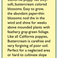 Renee's Garden Poppy California Buttercream (Heirloom) Renee's Garden Poppy California Buttercream (Heirloom) Flower Seed & Bulbs