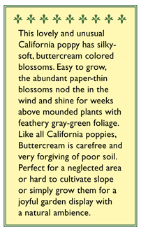 Renee's Garden Poppy California Buttercream (Heirloom) Renee's Garden Poppy California Buttercream (Heirloom) Flower Seed & Bulbs
